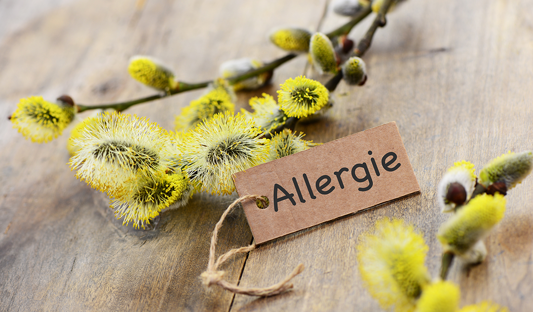 Allergies aux pollens : les moustiquaires pour fenêtre assurent une  protection efficace